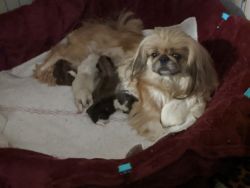 12 days old new born pekingese puppies 4 girls and 1 boy