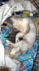 Pekingese puppies will be ready to go in February