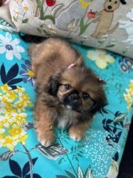 Male and female Pekingese puppies for sale