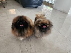A Pair of Pekingese for sale $4,700