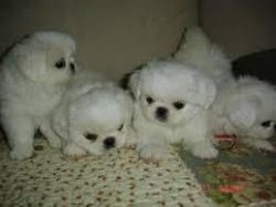 pure milky pekingese puppies