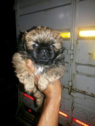 Pekingese male pup available for sale