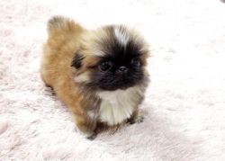 pekingese Puppies for your home