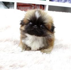Sweet pekingese Puppies available now