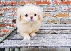 Lovely Pekingese Puppies For Sale