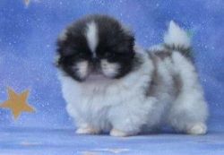 Forceful Pekingese puppies for sale
