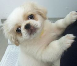 house trained pekingese puppies for caring homes.