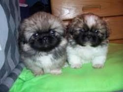 adoreble pekingese puppies for sale