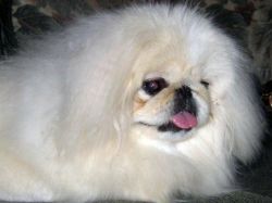 Pekingese Pure Breed For Sale Or Swap To Gadgets