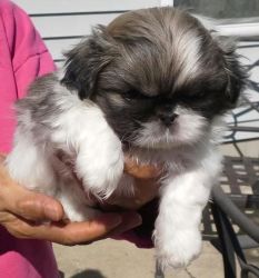 Cute male and female Pekingese Puppies available