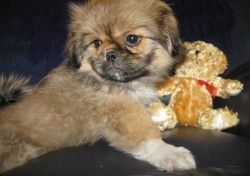 Male And Female Pekingese Puppies For Sale!!
