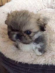 Tiny Pekingese puppy