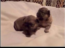 Perfect Pekingese puppies