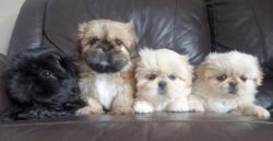 Concise Both pekingese Puppies For Sale