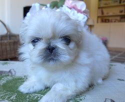Quality Kc White Pekingese puppy