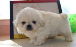 Sweet Pekingese Puppies Now Ready For Sale