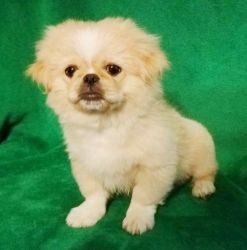 House trained male and female Pekingese Puppies