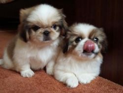 AKC Pekingese puppies for sale,text us on (xxx)-xxx-xxxx