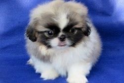 MALE AND FEMALE Pekingese Puppies For Sale