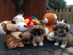 Gorgeous Both pekingese Puppies For Sale Now