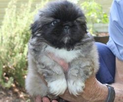 Affectionate AKC Register Pekingese Puppies for Sale