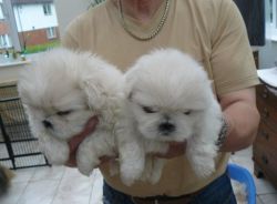 Pekingese Puppies(xxx) xxx-xxx0