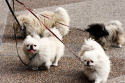 Pekingese Puppies.