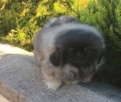 Fantastic personality Pekingese Puppies for sale