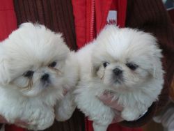 Quality. Pekingese Pups, From Top Lines,
