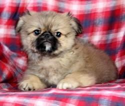 Pekingese puppies available