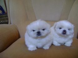 Adorable pekingese puppies now ready