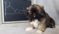 Cute Pekingese Puppy Looking For Forever Home