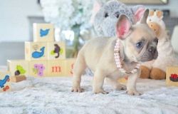 French Bulldog puppies now ready for sale