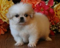 Buster is absolutely adorable Pekingese puppies