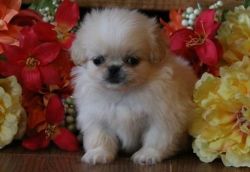 Tiny but spunky Pekingese puppy available