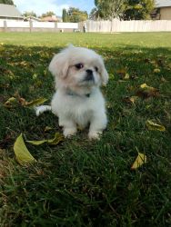 Adorable 4-month-old Pure-bred Pekingese Puppy