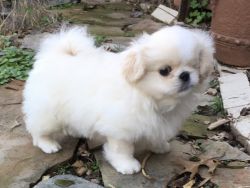 Jacob White Pekingese Male Puppy