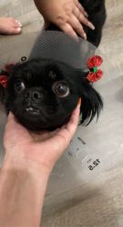 Pekingese looking for a new home