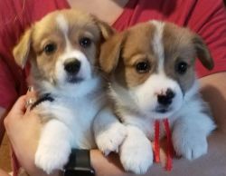 affectionate Pembroke welsh Corgi Puppies