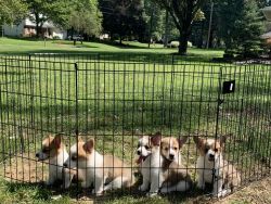 Corgi Pups Ready for Forever Homes!