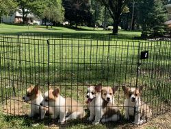 Corgi Pups Ready for Forever Home