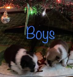 Corgie puppies available