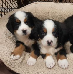 Bernese Mountain Dogs Puppies