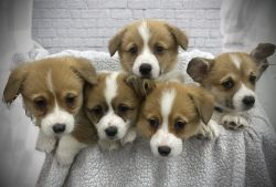 AKC Pembroke Welsh Corgi Puppies for Sale in CT