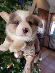 Friendly Corgi puppies for sale
