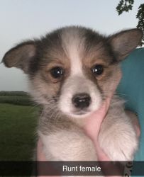 Corgi pups ask for more info or other pic