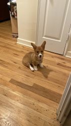 Corgi Puppy (3 months old) - Everything Included!