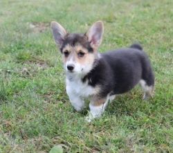 Quality, health-tested corgis raised with love and attention