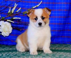 Beautiful Pembroke Welsh Corgi puppies males and females available