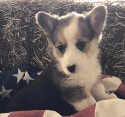 Corgi Puppies looking for their forever homes...